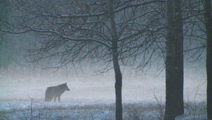 Wolf im Winter