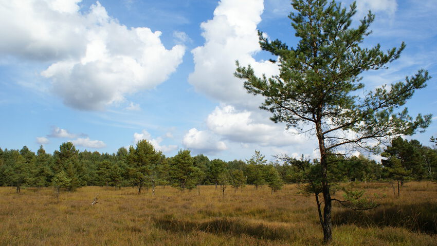 Hirschrudel im Wolfsgebiet