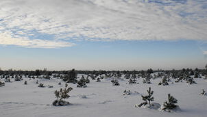 Heidelandschaft im Schnee C S.Kaasche